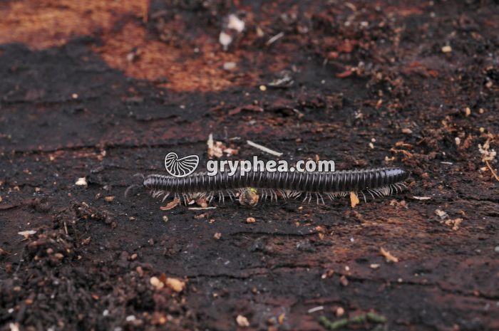 Iule (mille-pattes) - gryphea.org